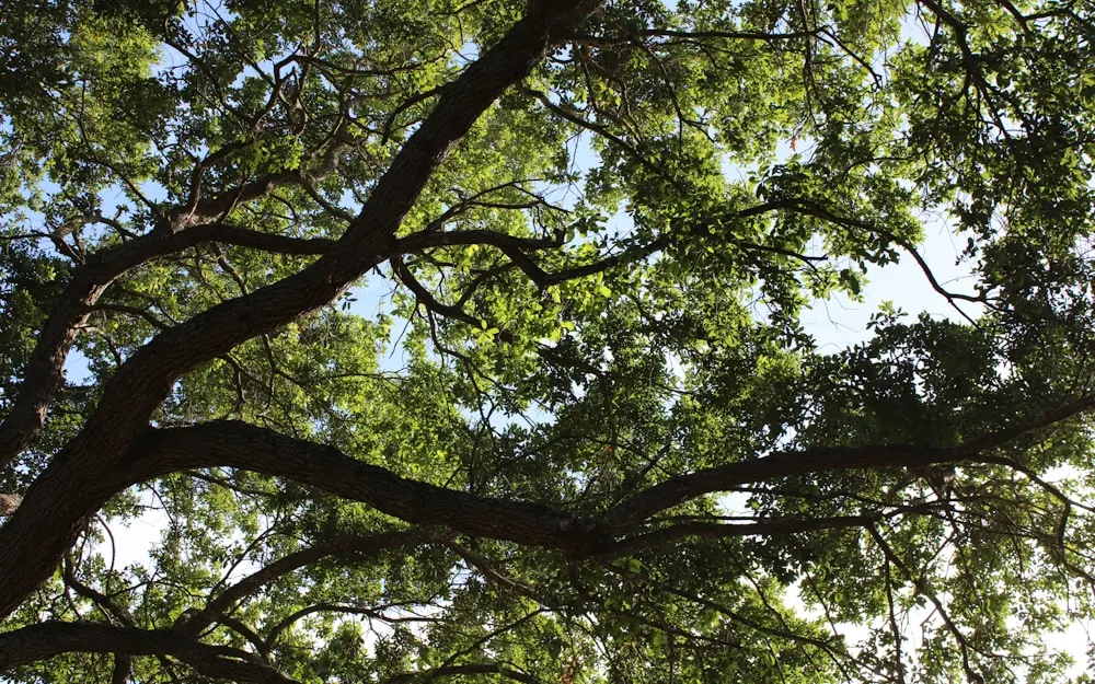 Live oak limbs overhead, midsummer