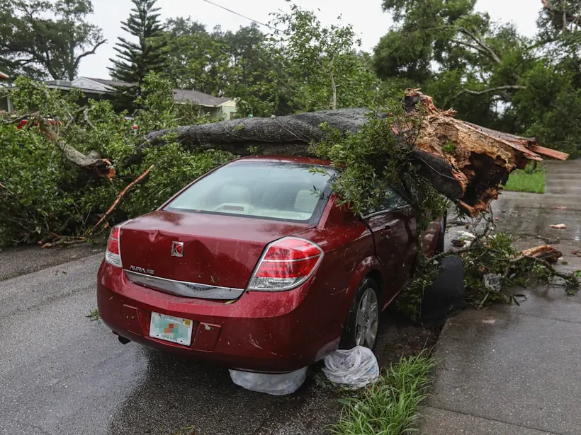 Storm-dropped tree across a sedan, the morning after